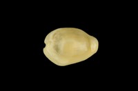 藏品(黃寶螺)的圖片